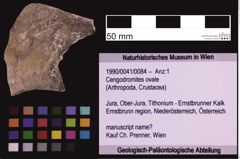 Foto (Objekt + Etiketten) von Cengodromites ovale (NHMW-GEO-1990-0041-0084)